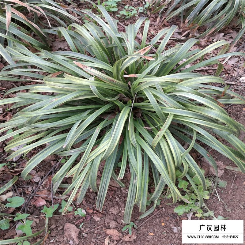 金邊麥冬草產地