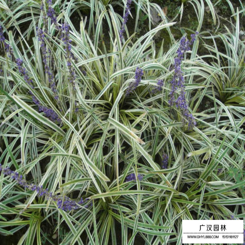 金邊麥冬草產地