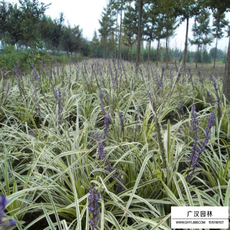 金邊麥冬草產地