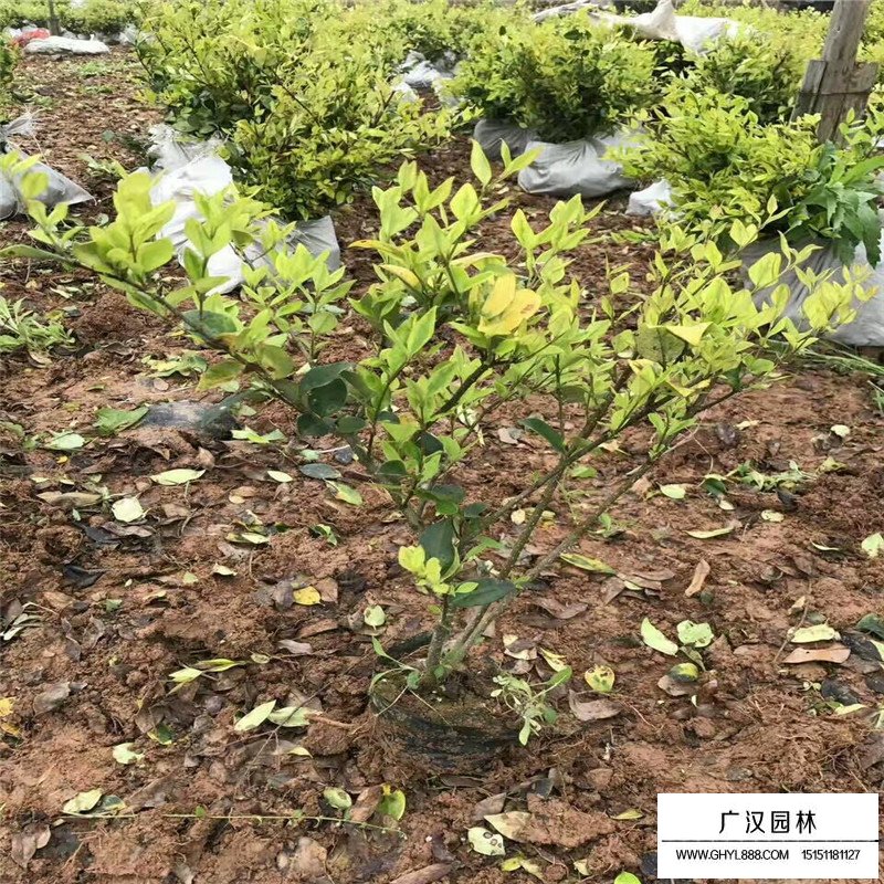 金森女貞產地