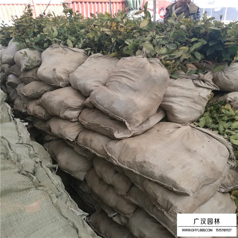 金森女貞產地