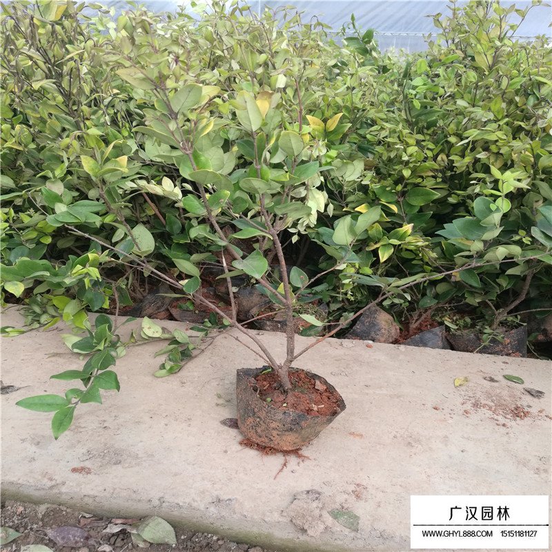 金森女貞產地