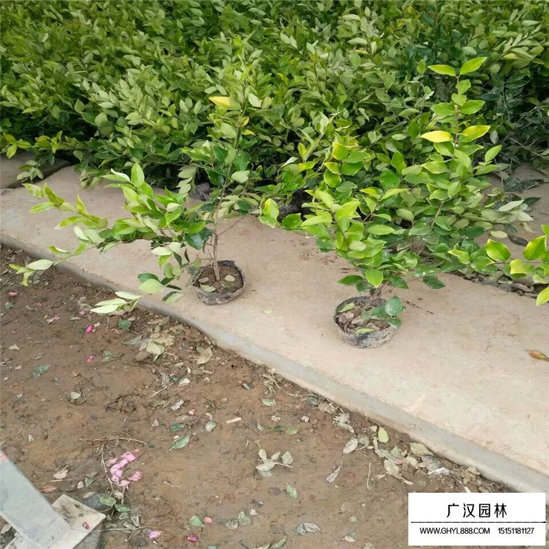 金森女貞產地