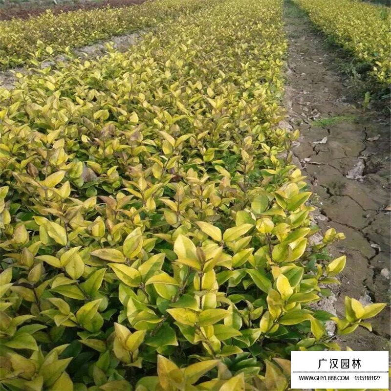 金森女貞產地