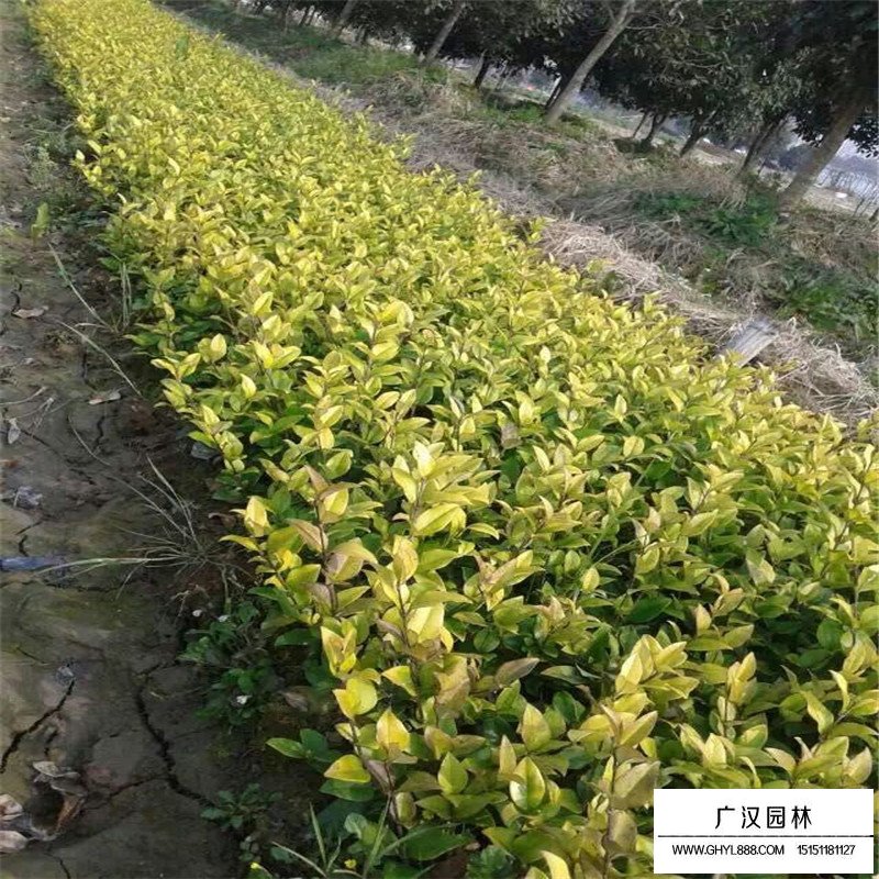 金森女貞產地