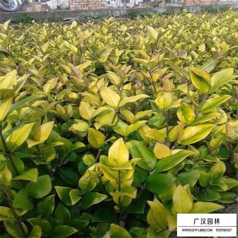 金森女貞產地