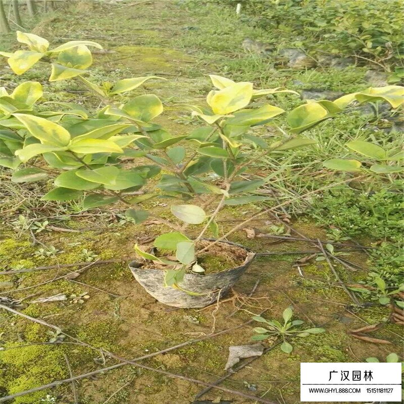 金森女貞產地