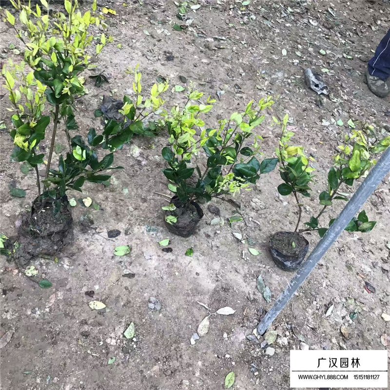 金森女貞產地
