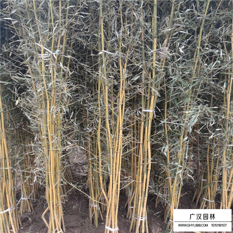 金鑲玉竹產地