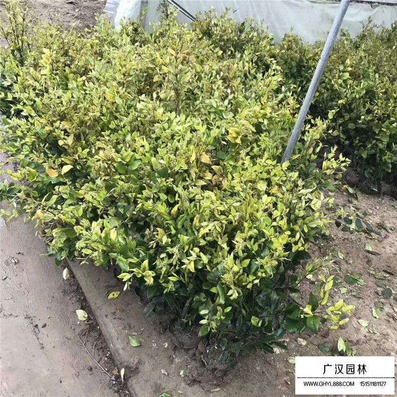 金森女貞產地