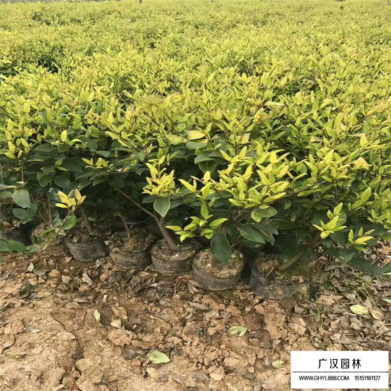 金森女貞產地