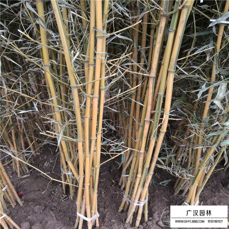 金鑲玉竹產地