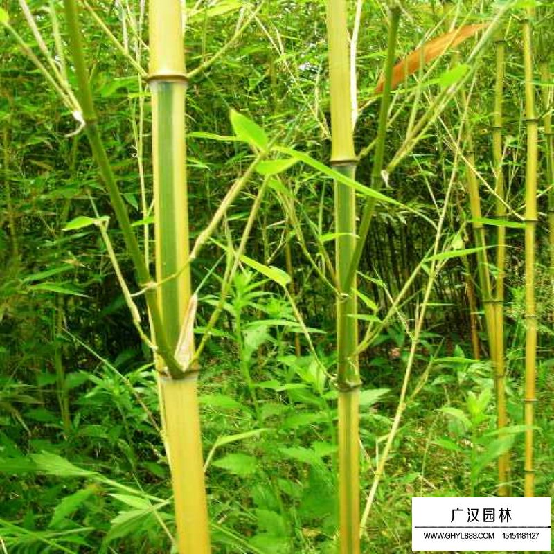 金鑲玉竹產地