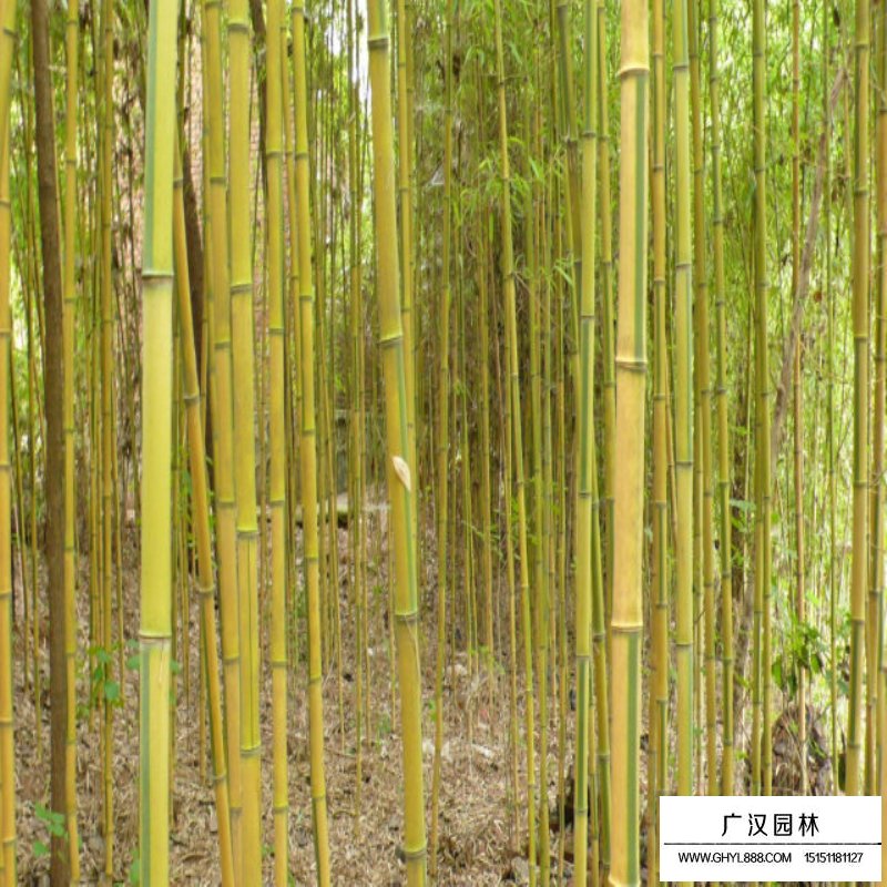 金鑲玉竹產地