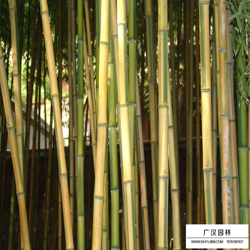 金鑲玉竹產地