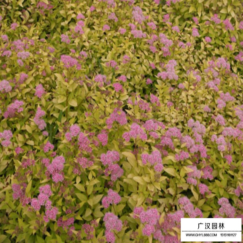 金焰繡線菊產地