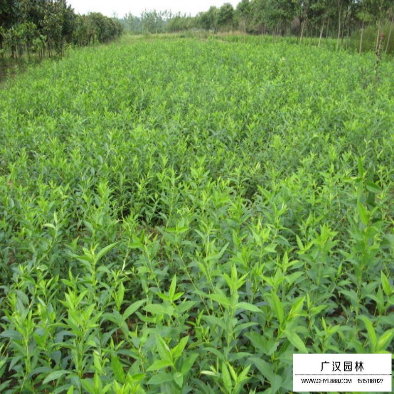 金焰繡線菊產地