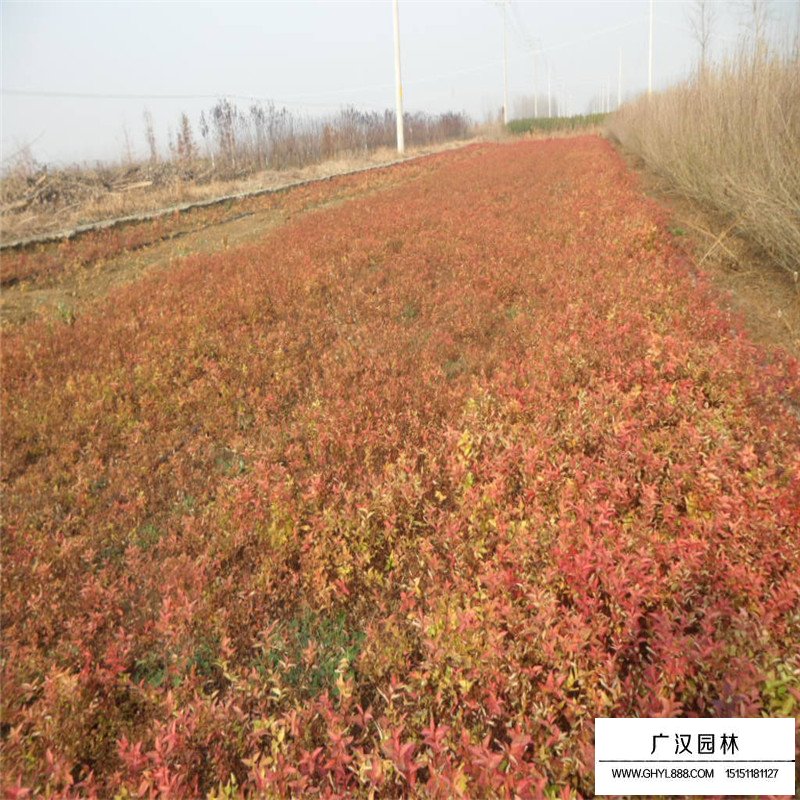 金焰繡線菊產地