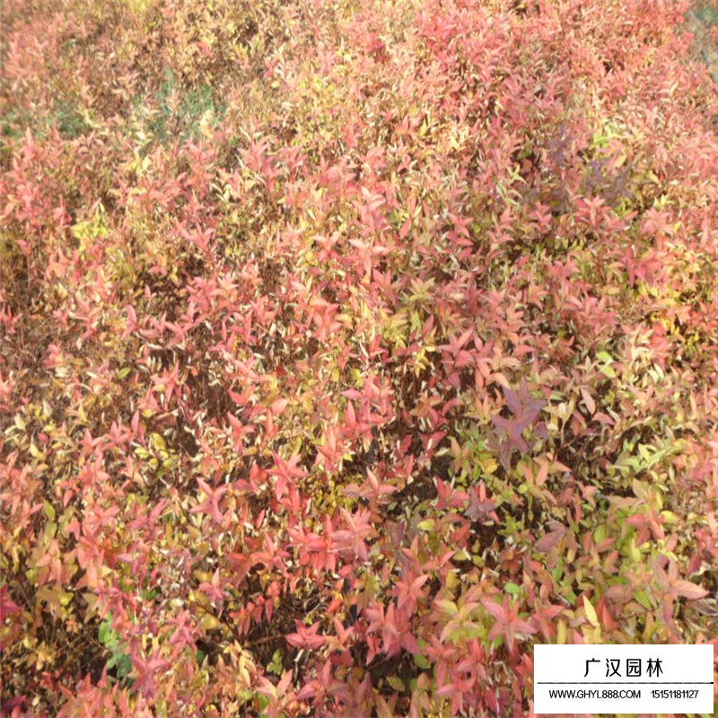 金焰繡線菊產地