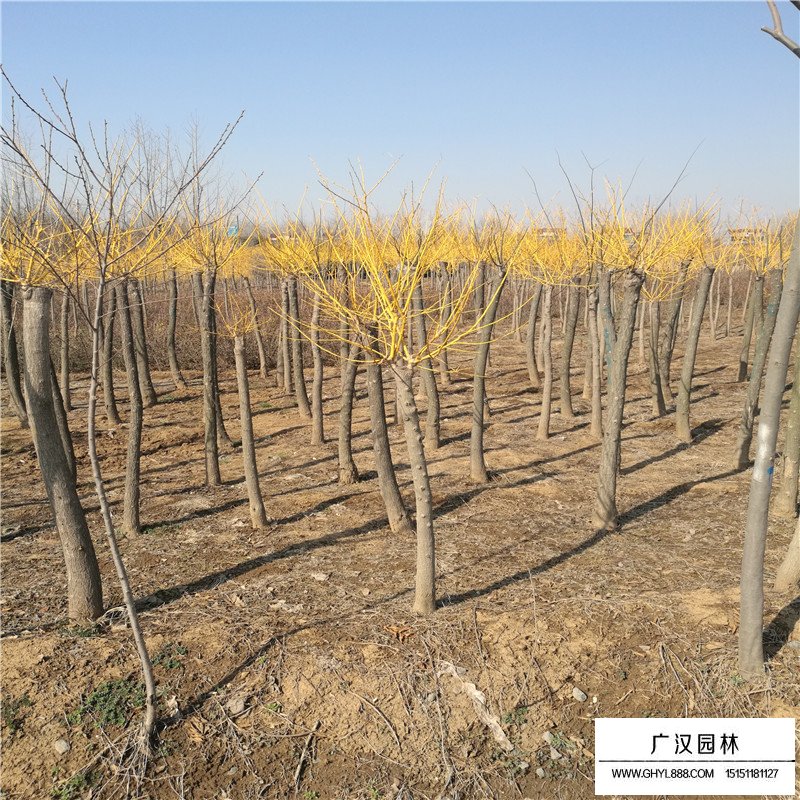 金枝槐價格