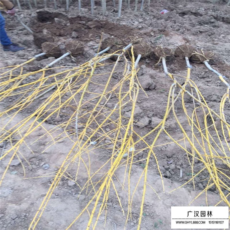 金枝槐價格
