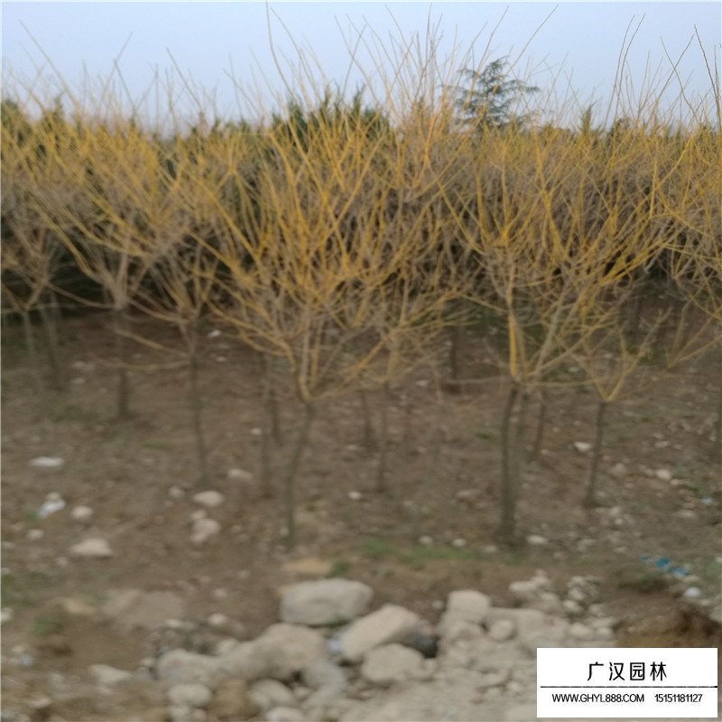 金枝槐價格