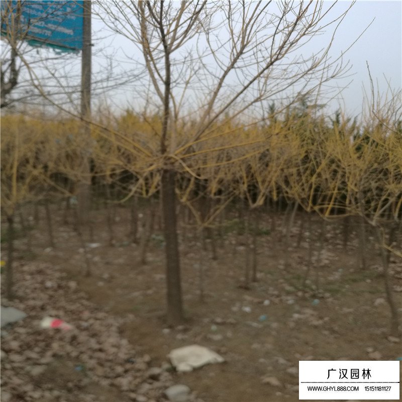 金枝槐價格