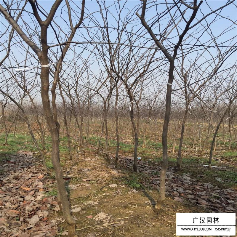 紫葉紫荊價格