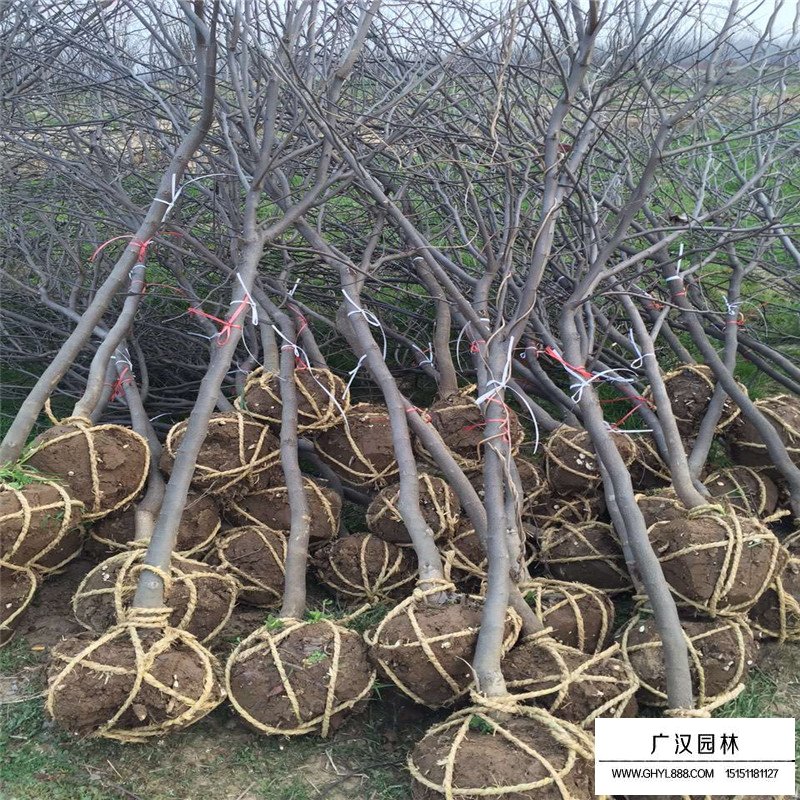 紫葉紫荊價格