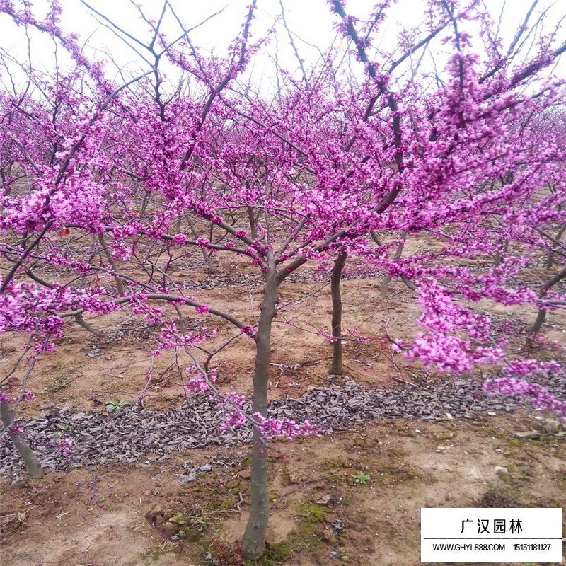 紫葉紫荊價格