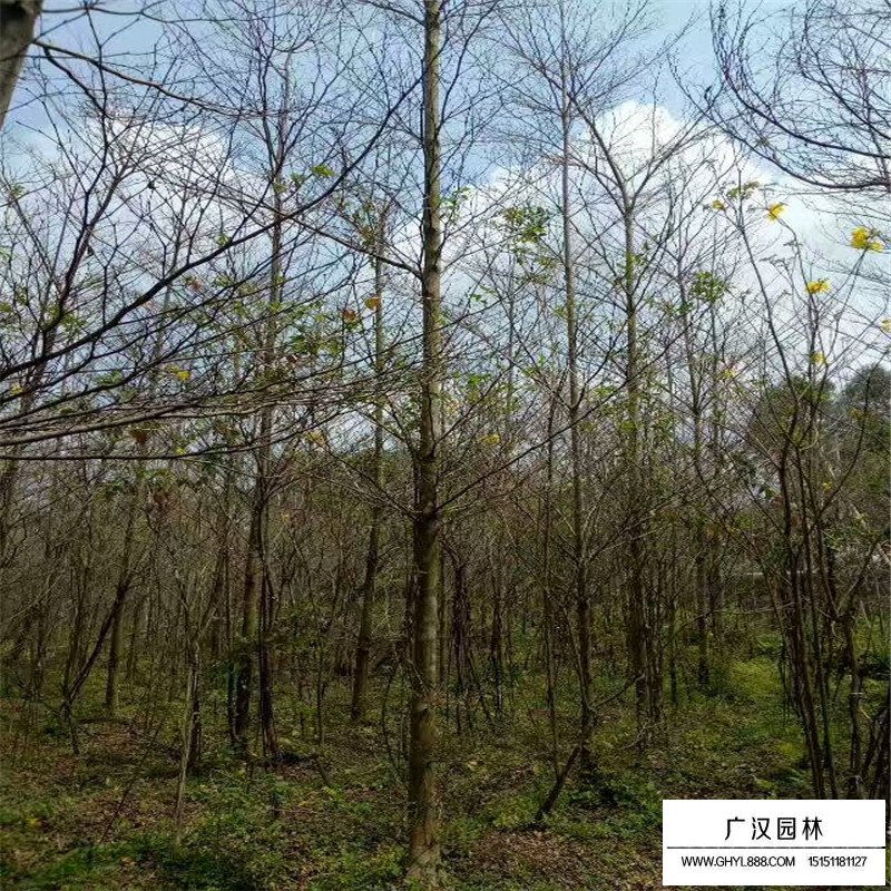 小葉欖仁價格