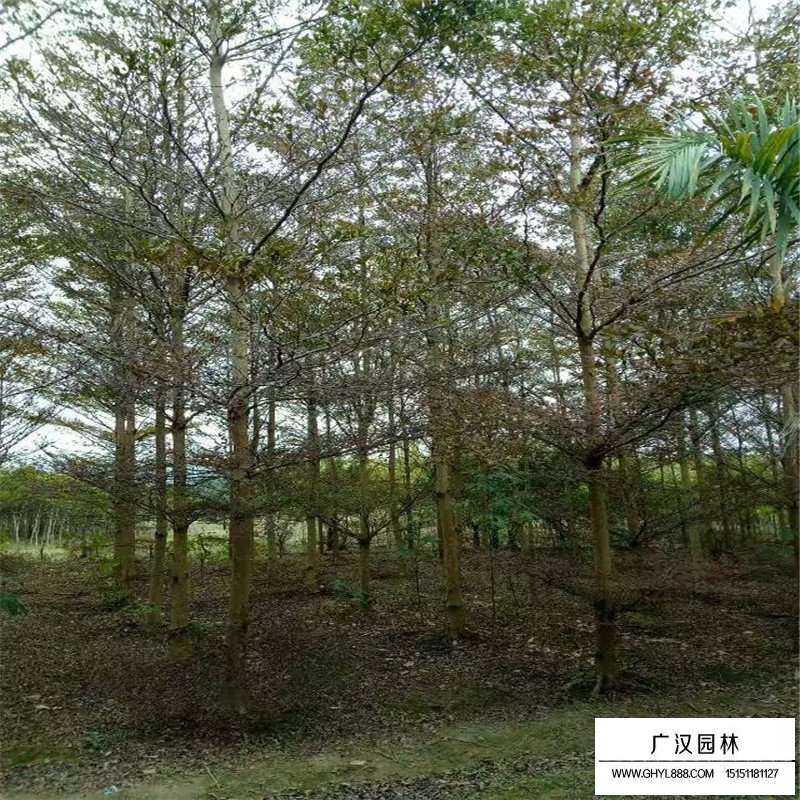 小葉欖仁價格