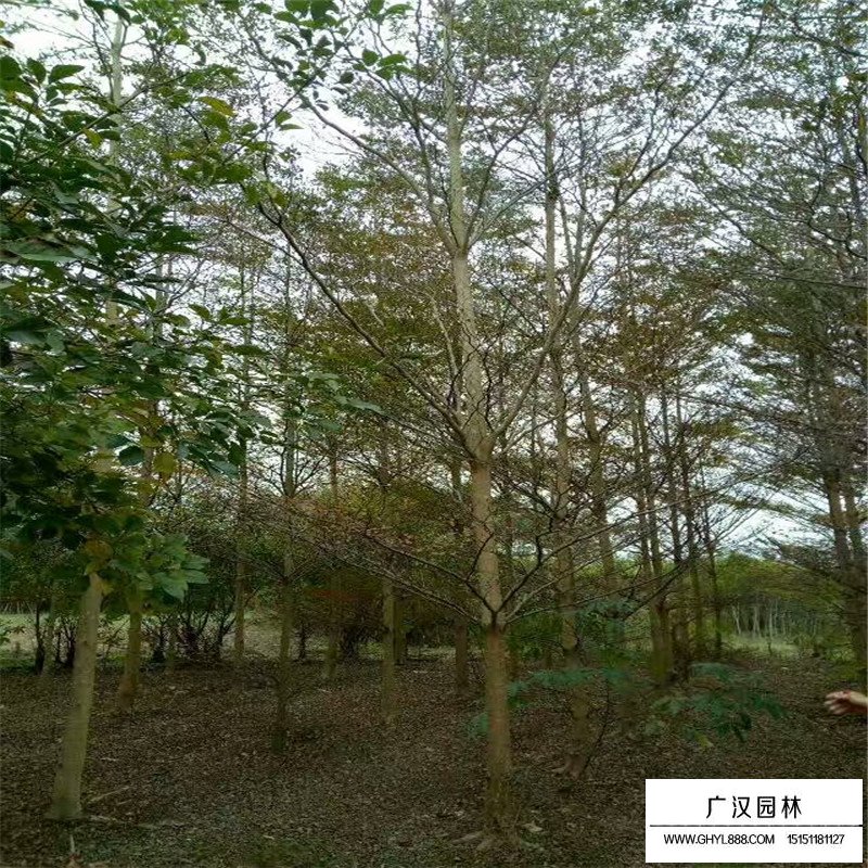 小葉欖仁價格