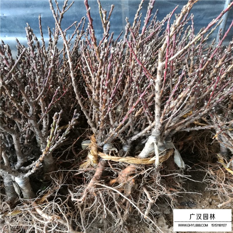 壽星桃產地