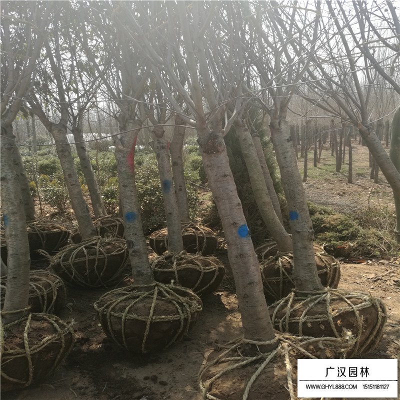 壽星桃產地