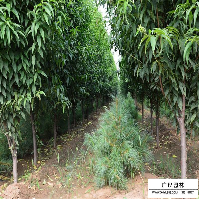 龍柱碧桃產地