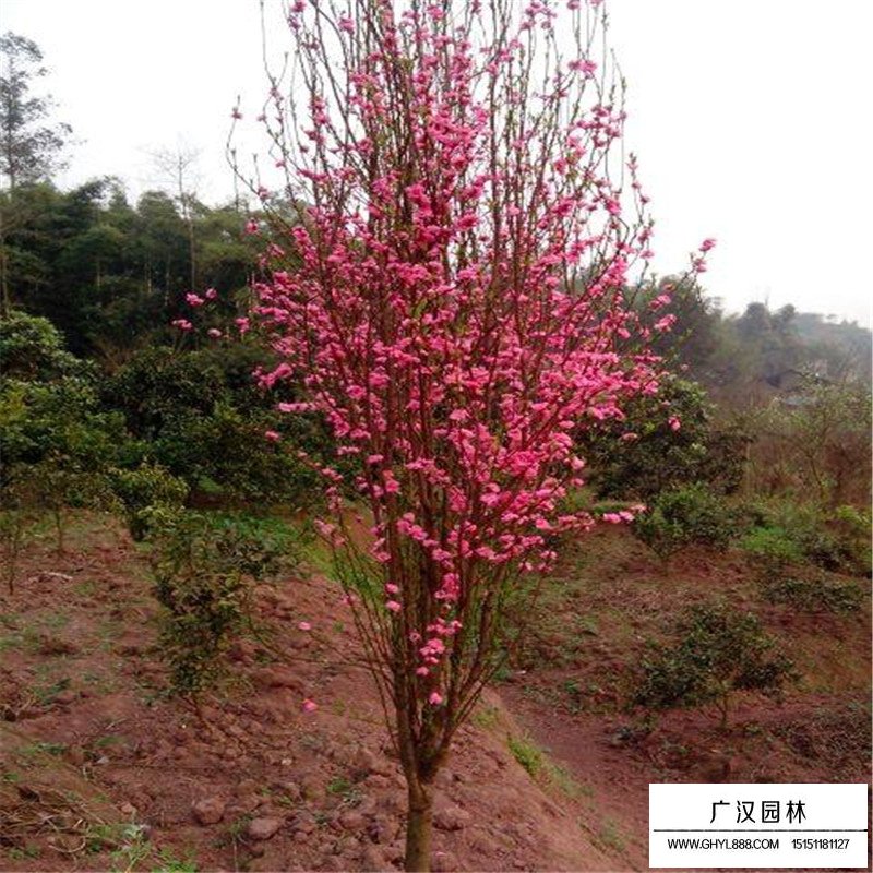 龍柱碧桃產地