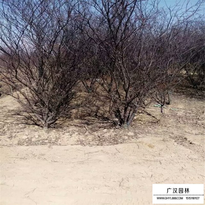 龍柱碧桃產地