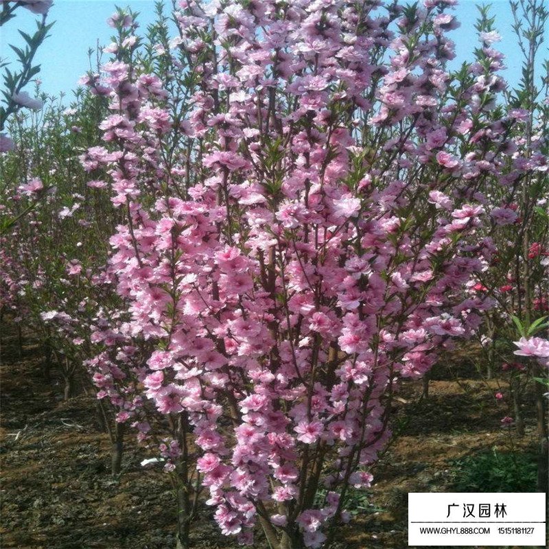 龍柱碧桃產地