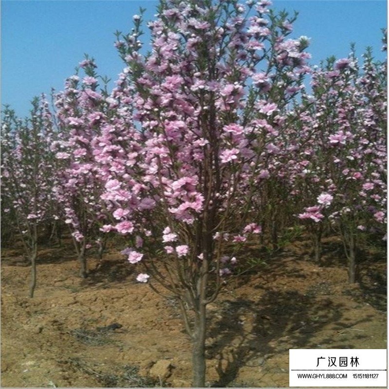 龍柱碧桃產地