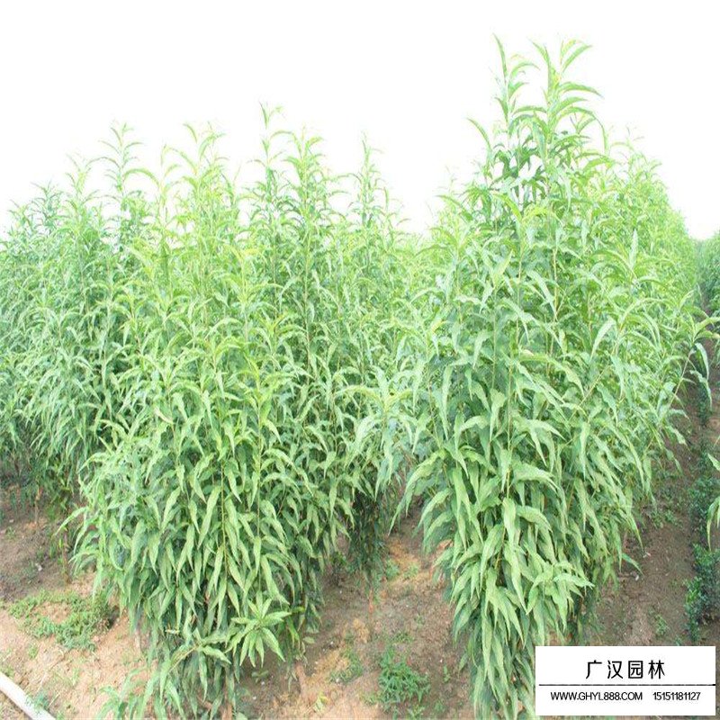 龍柱碧桃產地