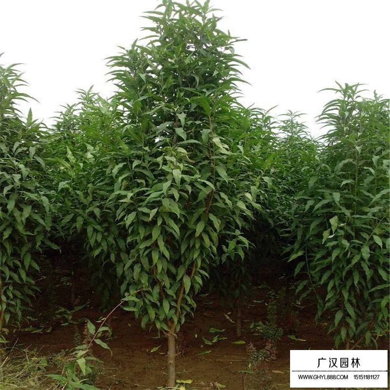 龍柱碧桃產地