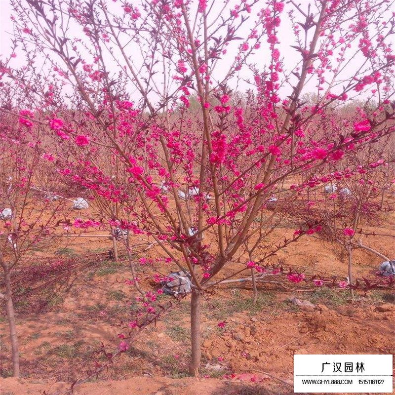 龍柱碧桃產地