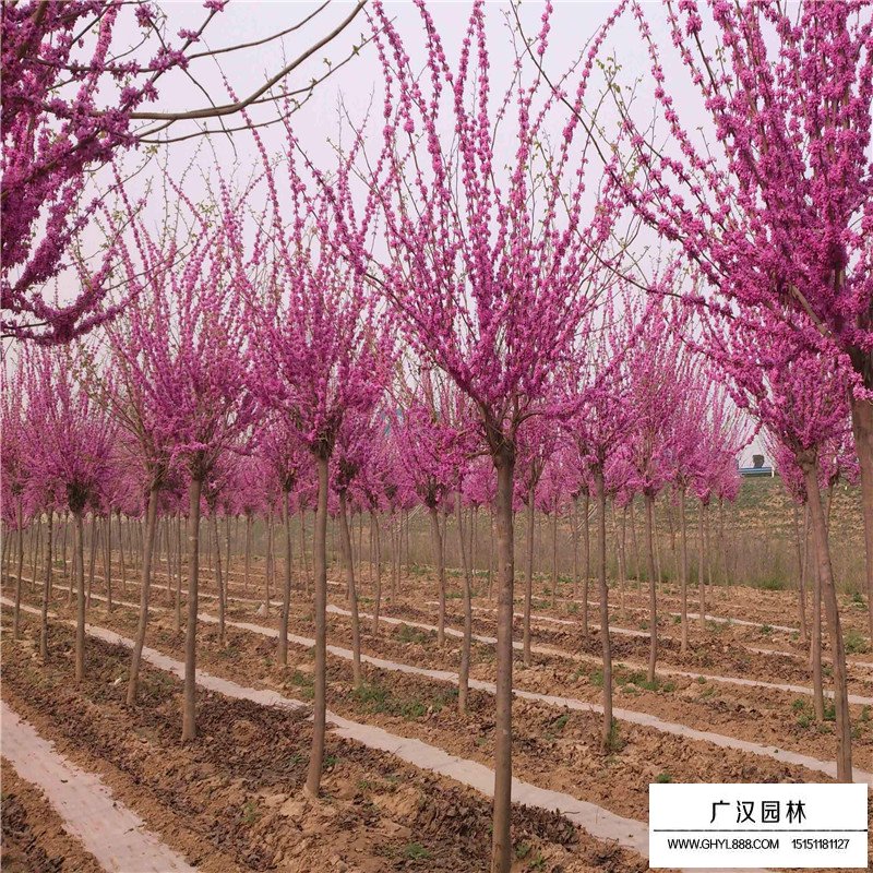 巨紫荊產地