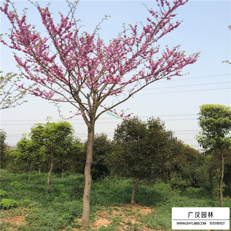 巨紫荊產地