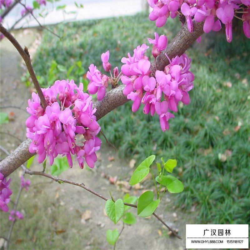 巨紫荊產地