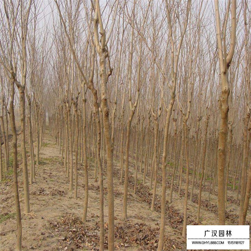 巨紫荊產地