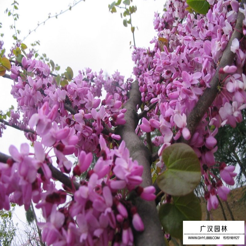 巨紫荊產地