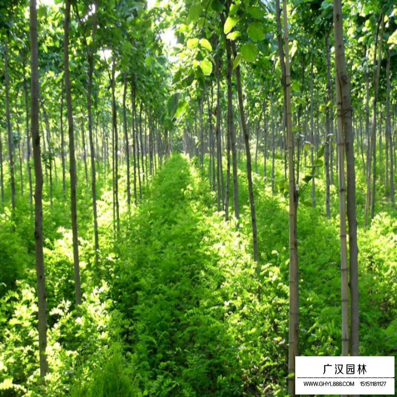 巨紫荊產地