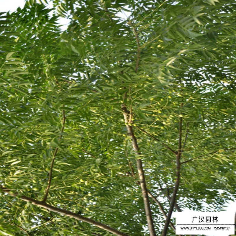 苦楝產地